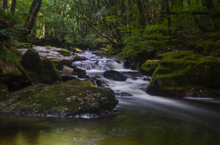 Golitha Falls (49)