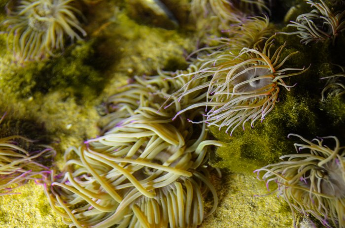Newquay and Blue Reef Aquarium (17)